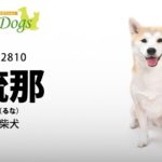 ペットモデル#2810 柴犬「琉那(るな)」のテクニカル動画【指示で持って来い】