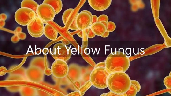 Yellow fungus cases reported in UP: Know why it can prove more dangerous than black, white fungus