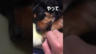 【dog 犬】寝る前ルーティーン 癒し 【おもしろペット】#shorts