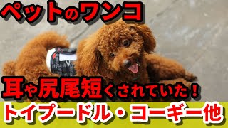 トイプードルやコーギーなど、ペットとして人気の海外犬種が、実は尻尾や耳を短く切られていた、日本においては百害あって一利なし？長文記事から考えて行く動画