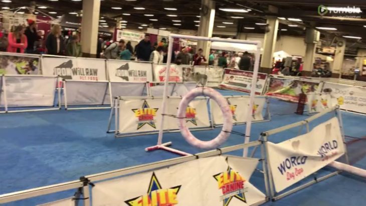 Stubborn Husky Takes On Lure Course And Epically Fails!!!