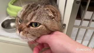 【ペットホテル】猫さんのお部屋