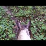 Dublin the Mustang – from the saddle – Waterloo trail ride 6 Oct 2021.mp4