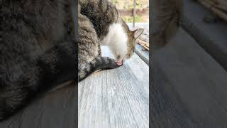 日曜日の猫 – Happy Sunday – #Shorts