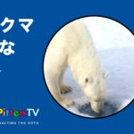 PittenTV_POLAR BEAR_#003