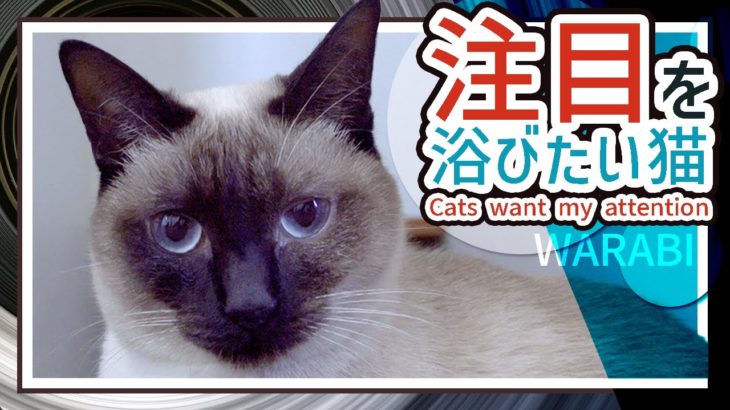 注目を浴びたい猫