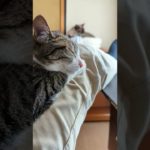 猫のいる生活 – Cats in my life – #Shorts