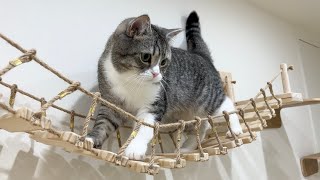 ビビりな猫が初めての吊り橋で下を見ちゃってこうなりました…