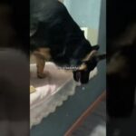 uespiiiii.1115 funny video 😂😂😂 | Mr Uekusa Best TikTok 2024 October