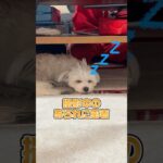 撮影中のあられに密着！#shorts