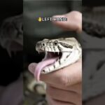 uespiiiii.1115 funny video 😂😂😂 | Mr Uekusa Best TikTok 2025 November #shorts